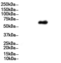 PRDM14 Antibody