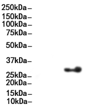 PZR Antibody