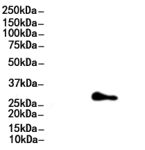 CD48 Antibody
