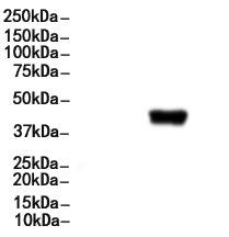 GATA1 Antibody