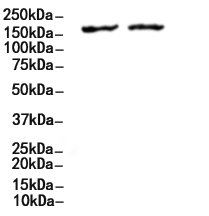 Dnmt1 Antibody