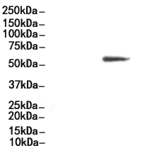 HDAC1 Antibody