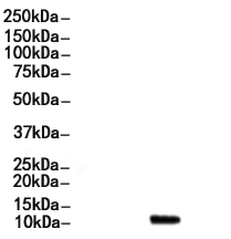 ATPIF1 Antibody