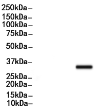 PCNA Antibody