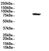 DCLK1 Antibody