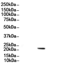 RAB7 Antibody