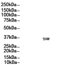 CDK2 Antibody