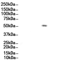 PP2C alpha Antibody