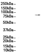 TACC3 Antibody