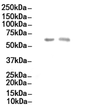 Glucose 6 phosphate isomerase Antibody