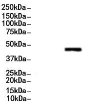 FOXA2 Antibody