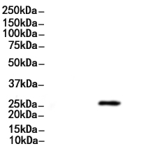 Phospho-EIF6 (Ser235) Antibody