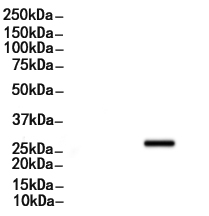 EIF6 Antibody