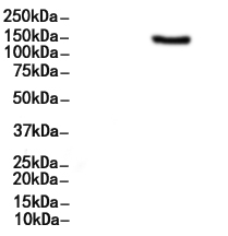 SLC12A2 Antibody