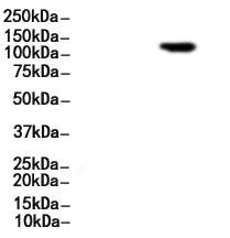 ITGA2 Antibody