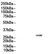 SOX2 Antibody