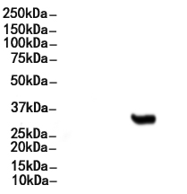 KLK3 Antibody