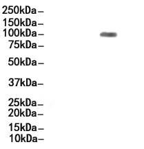 CD133 Antibody