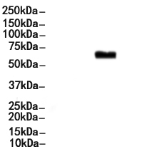 CBX4 Antibody