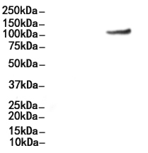 EPHA2 Antibody