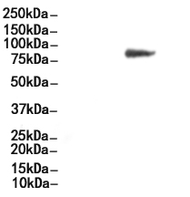 CTCF Mouse Monoclonal Antibody