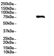 Phospho-p63 (Ser160) Antibody