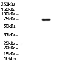Synapsin I Antibody