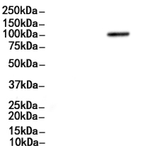 Caldesmon Antibody 
