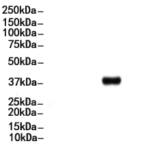 HLA-G Mouse Monoclonal Antibody