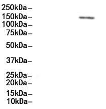 MSH6 Antibody