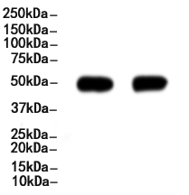 Tubulin beta Antibody