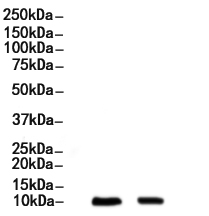 S100A8 Antibody