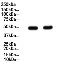 IRF1 Antibody