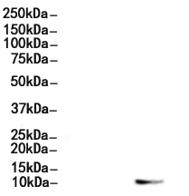 HMG17 Antibody