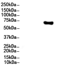 PIAS3 Antibody