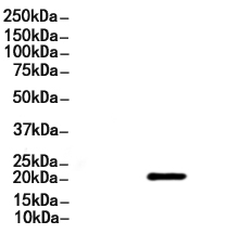 TNFSF4 Antibody