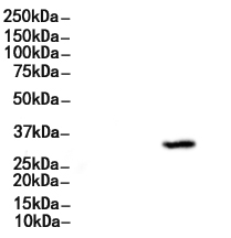 HAVCR2 Antibody
