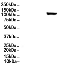 ARHGEF1 Antibody