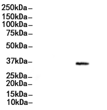 ERCC1 Antibody