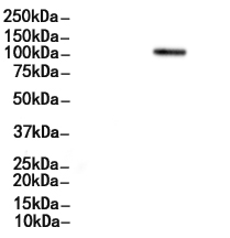 RNF20 Antibody