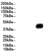CD209 Antibody