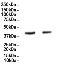TIM 4 Antibody