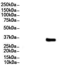 CD5L Antibody 