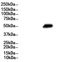 PLVAP Antibody