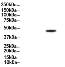 LAMP3 Antibody