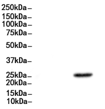 ASCL1 Antibody