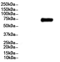 Cox2 Antibody