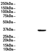 EpCAM Antibody