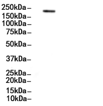IQGAP1 Antibody