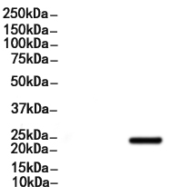 Phospho-Caveolin 1 (Tyr14) Antibody